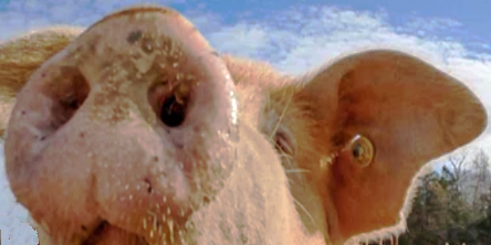 PigNose Ausschnitt1